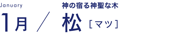 1月 神の宿る申請な木 松［マツ］