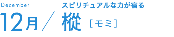 12月 人類の歴史より遙かに古い 樅［モミ］