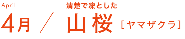 4月 清楚で凜とした 山桜［ヤマザクラ］