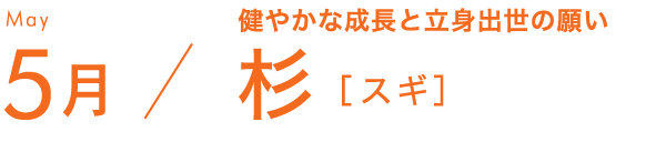 5月 清楚で凜とした 杉［スギ］