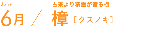 6月 古来より精霊が宿る樹 樟［クスノキ］