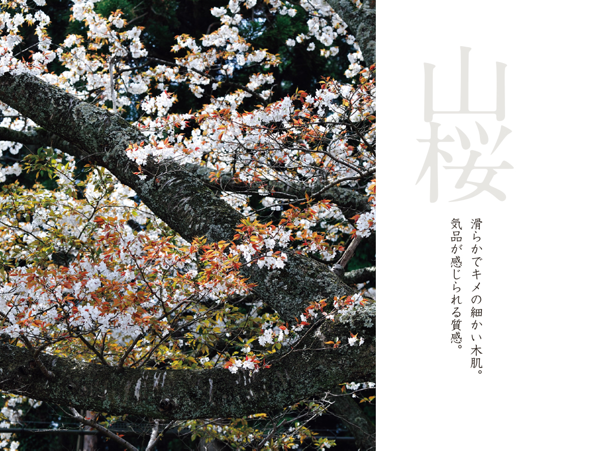 山桜